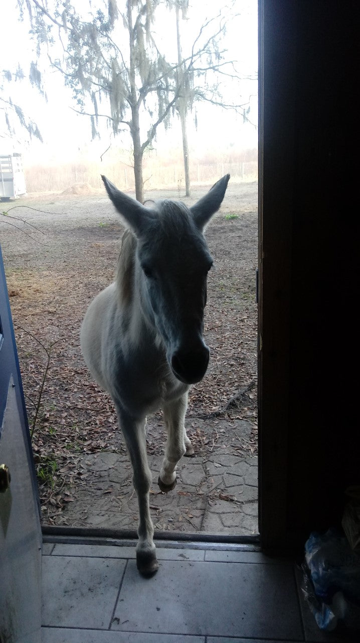 Testimonial from a happy customer -- and dieter. And here's Peggy Sue, her mini mule, heading in for her Susie's Smart Breakfast Cookie snack