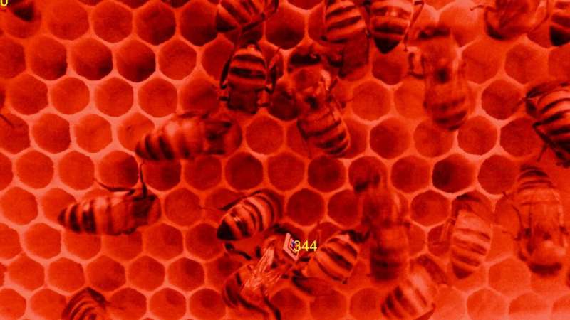 Honeybees also need a healthy balance of Omega-3s and Omega-6s! Of course they do!