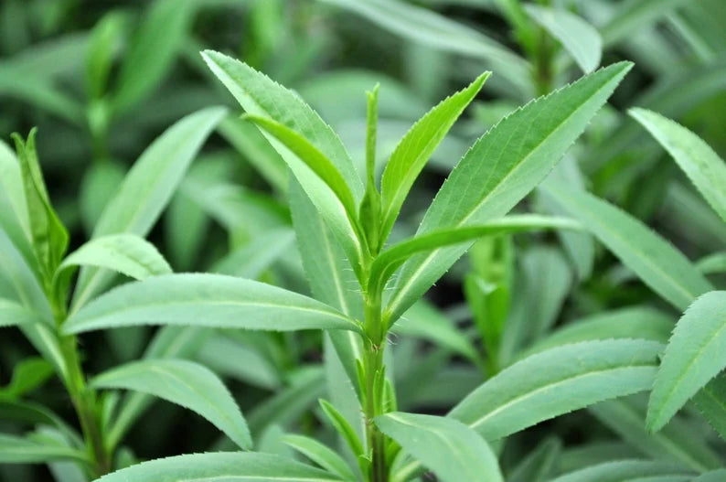 Tarragon Dressing